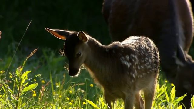 Густав Малер - Адажиетто, симфония No 5 смотреть онлайн