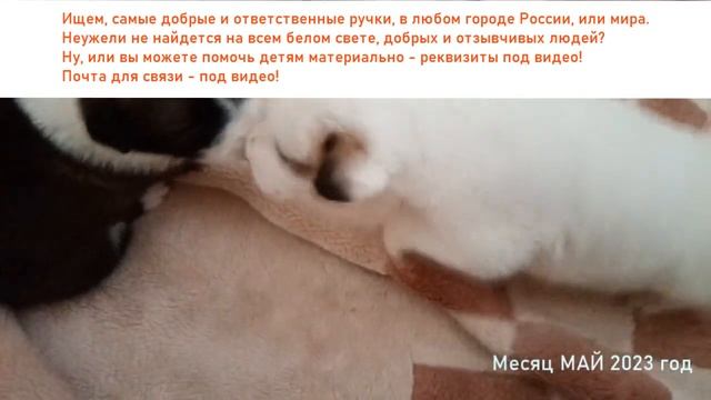 Самые ЛЮБИМЫЕ наши дети - в мае 2023 г #САО #Алабай #вдобрыеруки #Надым #ЯНАО смотреть онлайн