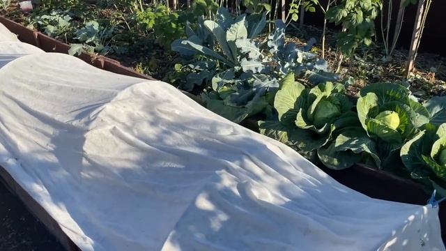 ОБЗОР ЛЮБИМОГО ОГОРОДА В АВГУСТЕ! КАКИЕ РАБОТЫ ВЫПОЛНЕНЫ. 2021 смотреть онлайн