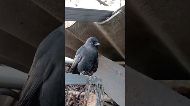 Ручной Грач! смотреть онлайн