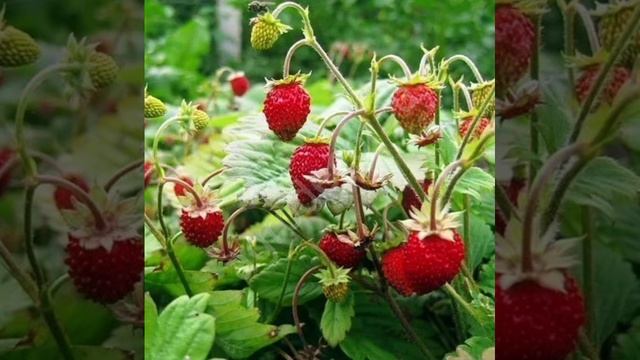 Мелкоплодные сорта саженцев садовой земляники смотреть онлайн