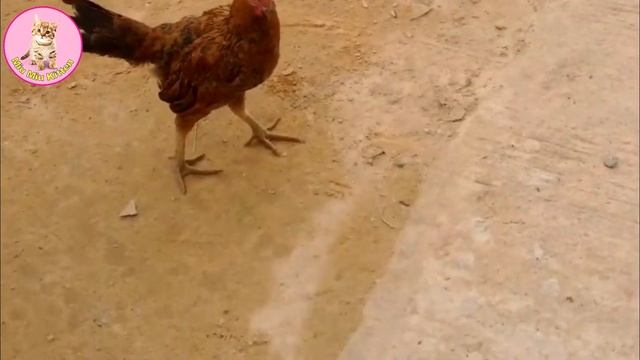 Rescue Puppy from Chicken _ Puppy vs Chicken Fight ♥♥♥ MiuMiu Maze Game смотреть онлайн