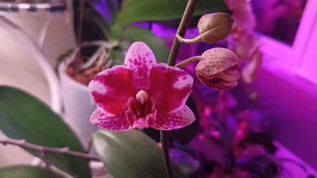 Орхидея - Пульчерима! Как долго я тебя ждала! смотреть онлайн