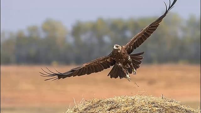 Заказник "Чарышская степь" Шипуновского района смотреть онлайн