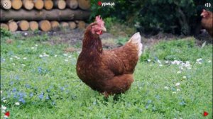 Животные фермы со звуками для детей!