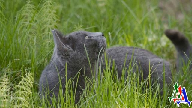 – Глупый, НЕ ПОНЯТЬ тебе КОШЕК голубых кровей! Моё место не в вашей грязной деревне! – муркнула Фел смотреть онлайн