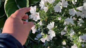 Мальва цвет свой раскрывает… Белое облако мускусной мальвы в вашем саду.