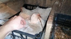 ИНДОУТКИ / Сколько уток у меня сидит на яйцах? / Завтра вывод у чёрной молодой УТОЧКИ