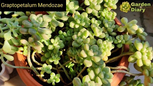 My Graptopetalum /Graptoveria Collections As Of 2022