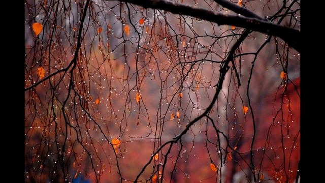 Дитя я осени (ст. Алены Митиной, читает Ната Звонка)