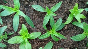 Львиный зев. Прищипка и черенкование.