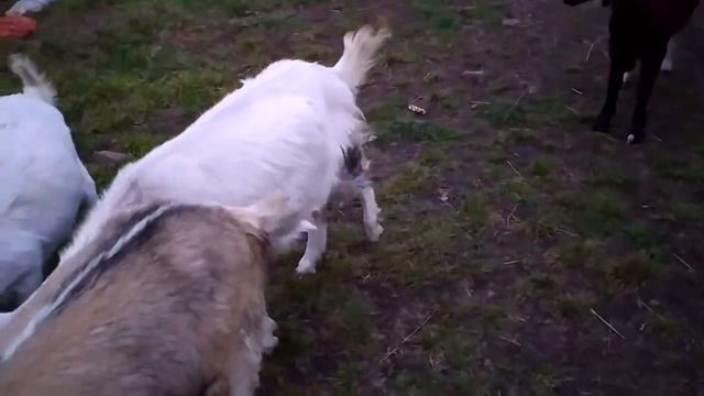 МОЙ ПОВЕЛИТЕЛЬ\ПРИХОДИТЬСЯ ОРАТЬ\РЕШИЛИ УБИРАТЬ\ смотреть онлайн