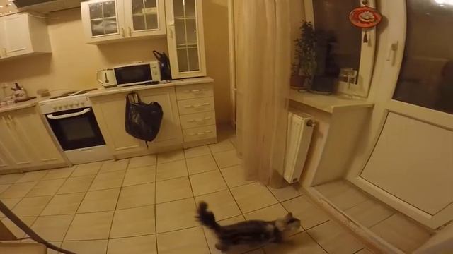 Мейн Кун Шэри прыгает к цветам ))) смотреть онлайн