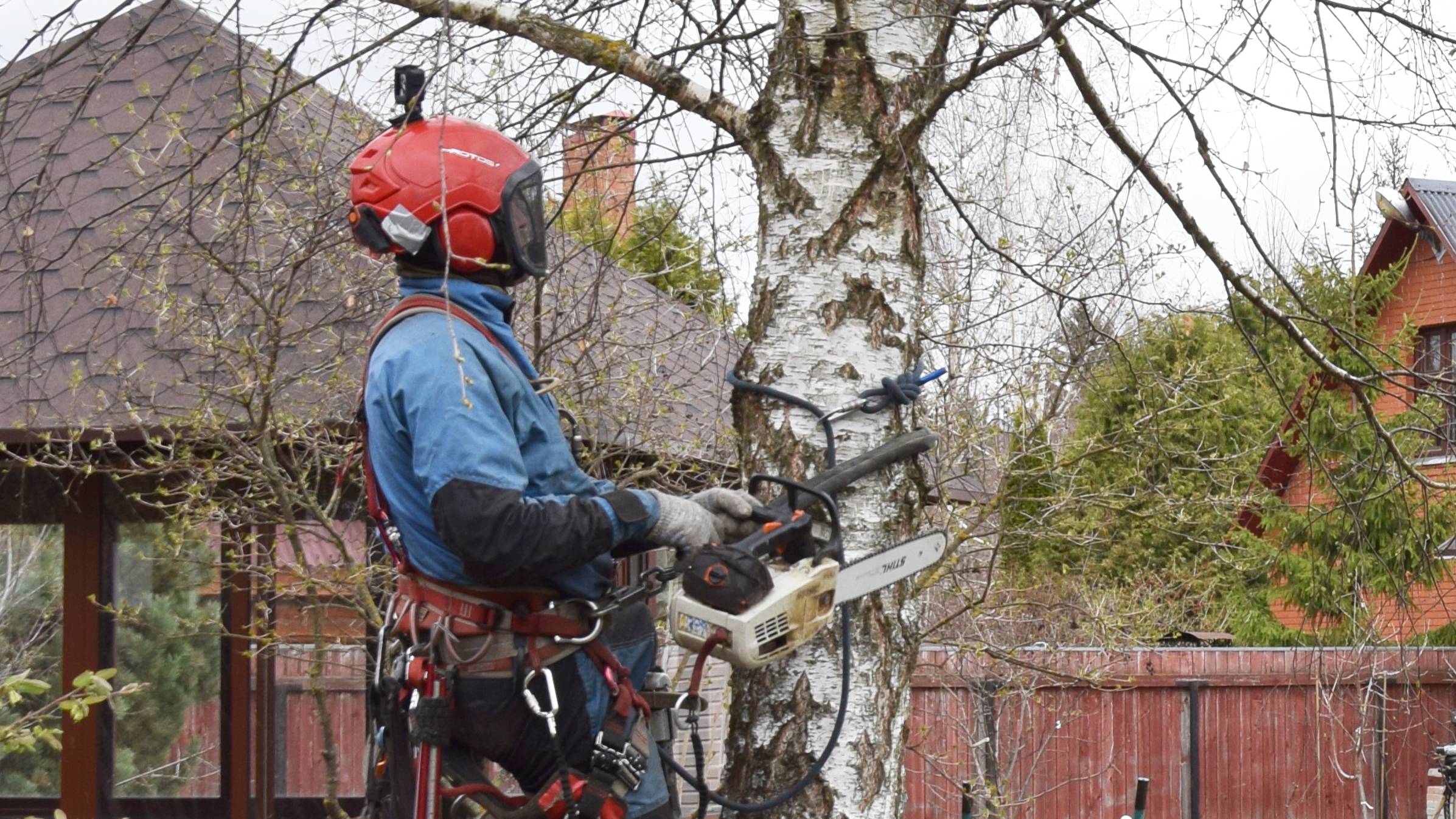 Аккуратное спиливание двух берез в ограниченном пространстве