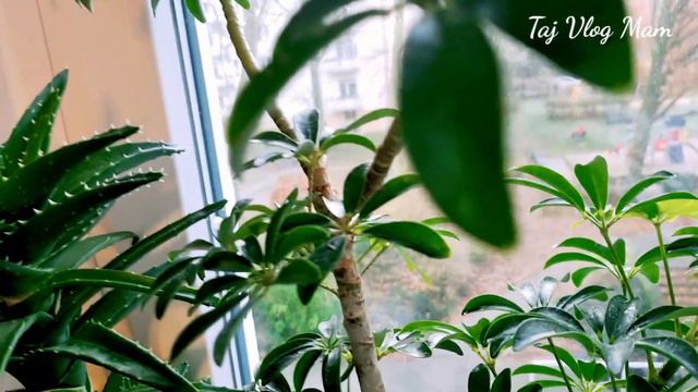 VLOG🇩🇪ЗАБОН ДОНИ ЧАХОН ДОНИ🌍БА САВОЛХОЯТОН ЧАВОБ ГИРЕД ... смотреть онлайн