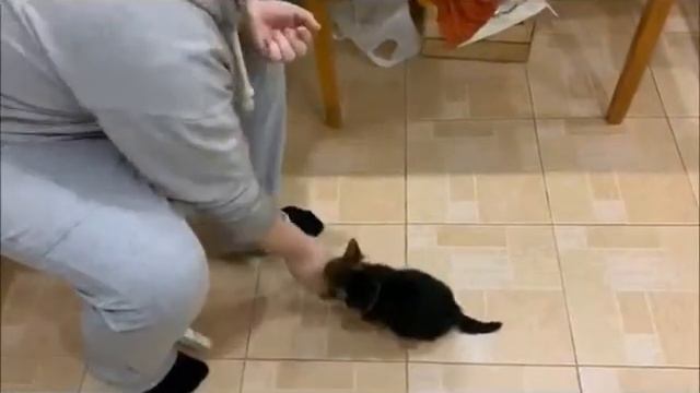 П-к "Solven House".Норвич терьер. Учим команды! смотреть онлайн