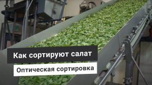 Оптическая сортировка салата бэби лиф - очистка листьев от инородных тел машиной лазерной сортировки