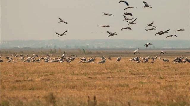 Копия видео "ХЛЕБ ДЫ СОЛЬ" смотреть онлайн