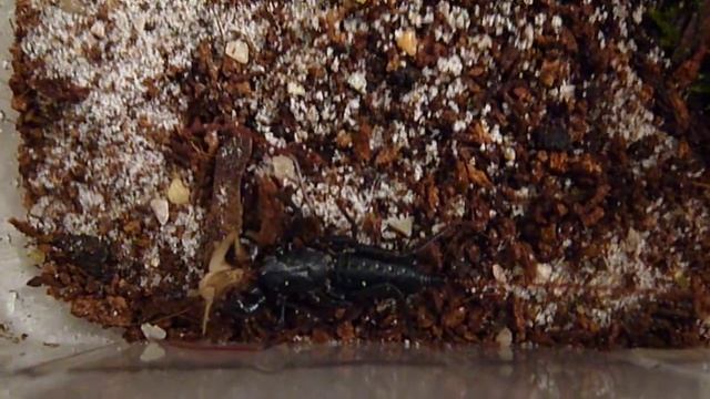 Mastigoproctus giganteus смотреть онлайн