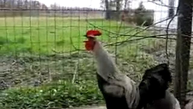 петух.flv смотреть онлайн