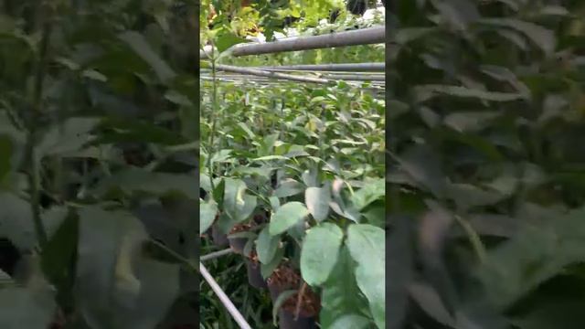 Hoya multiflora смотреть онлайн