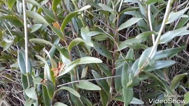 Fire-star Orchid, Rainbow Orchid ( Epidendrum Radicans
)