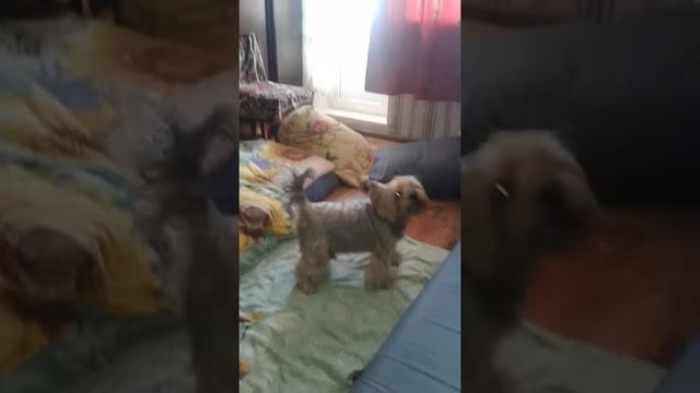 Йорк лает на вопрос "Кто там?" Видео няя смотреть онлайн