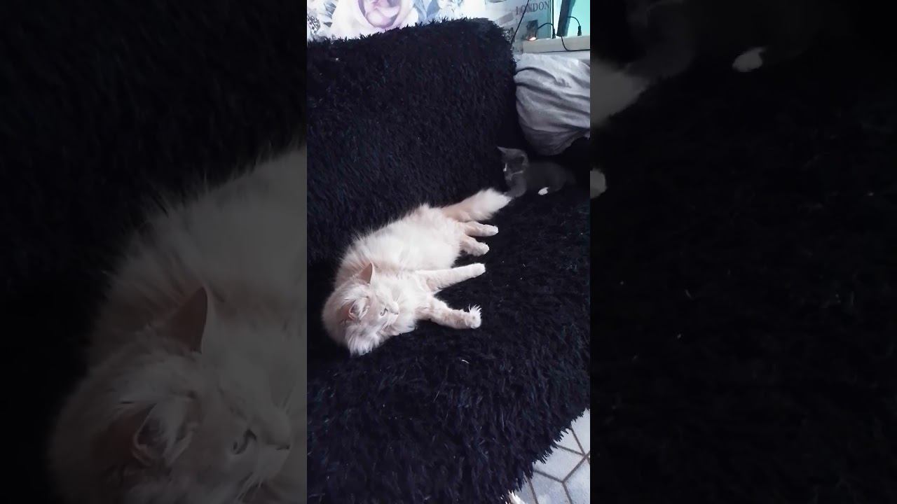 Игривая Марта и терпеливый Персик #кот #котики смотреть онлайн