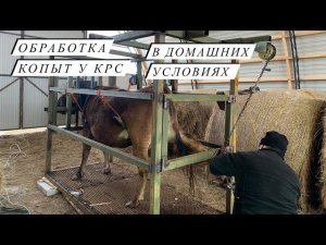 САМИ обрабатываем копыта у коров. Самодельный станок для крс .