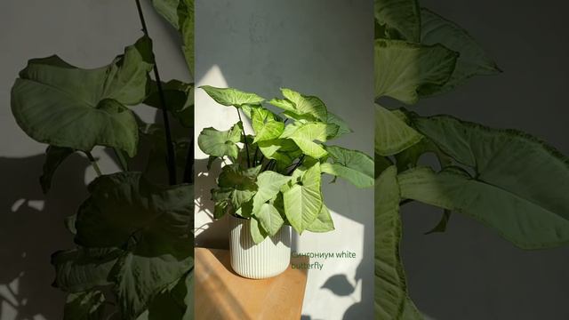 Мой самый пышный сингониум #singonium #plantslover #комнатныерастения #ароидные смотреть онлайн