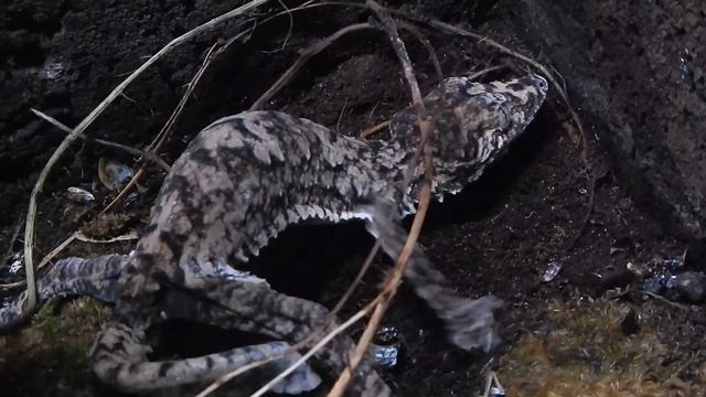Uroplatus giganteus laying смотреть онлайн