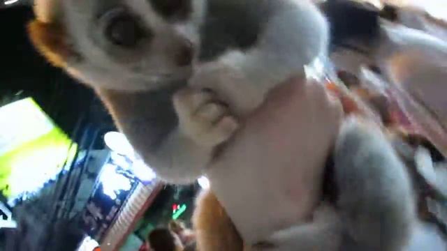 Лимур на руках. На улице Патонга. Пхукет.