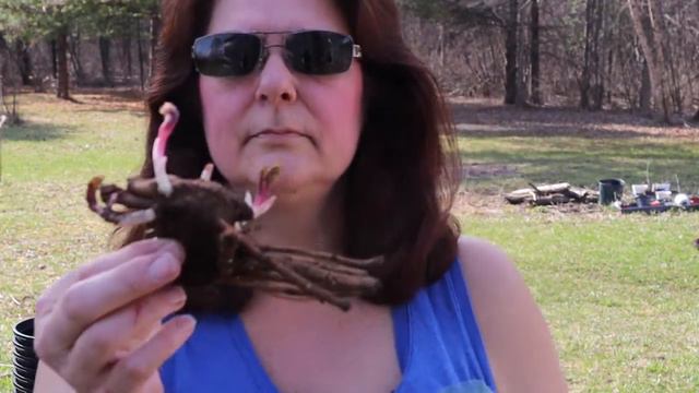 Planting Bare Root Peony In Pots // Gardening at the Simongetti North смотреть онлайн