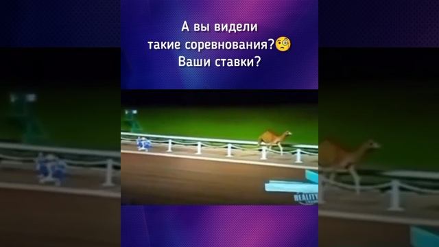 Гонки карликов против верблюдов смотреть онлайн