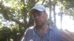 Груша Бере зимняя Мичурина