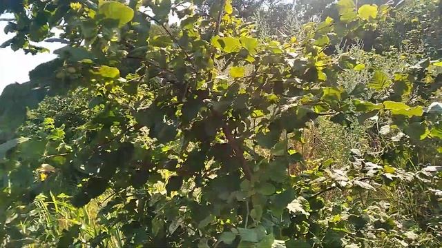 ФУНДУК.Без полива.Сад Фундука.