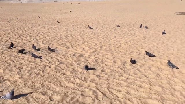 Южная Корея?? Путешествие в город Пусан? Море, гуляем по пляжу Haeundae Beach зимой? смотреть онлайн