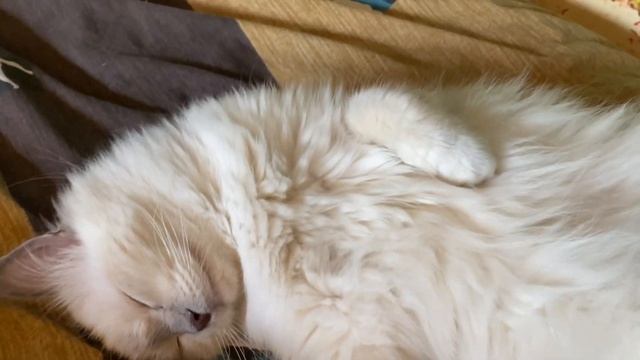 Сладкий сон бирманской кошечки Цари окрас лилак-пойнт. Питомник священных бирм Маритана кэт смотреть онлайн