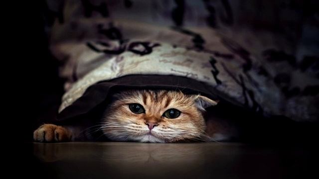 ЗВУКИ КОТИКОВ !!! 30 минут улетного веселья !!! МЯУКАНЬЕ КОШЕК !!! РАЗЫГРАЙ СВОЕГО КОТА !!! смотреть онлайн