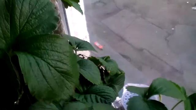 Отчёт с земляничной грядки в феврале. Самый низкорослый помидор 10 сантиметров Бонсай микро. смотреть онлайн