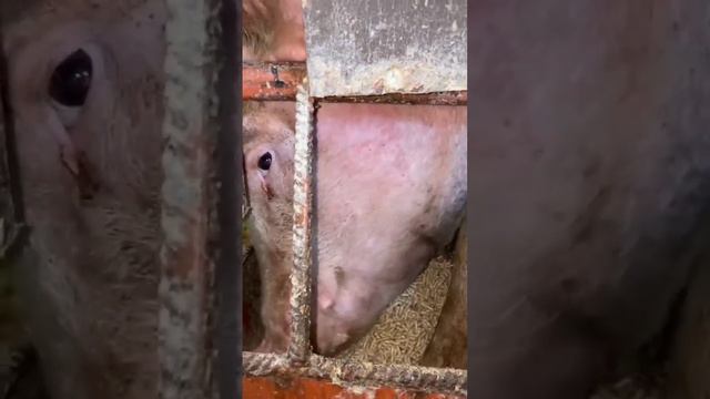 вы видели как едят свиньи? #свин #свинкапеппа #свинарник #свинья #еда смотреть онлайн