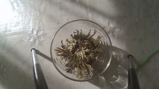 цветок ИЕРИХОНСКАЯ РОЗА расцветает за 5 часов смотреть онлайн