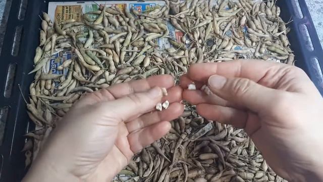 Как получить свои семена редиса. смотреть онлайн