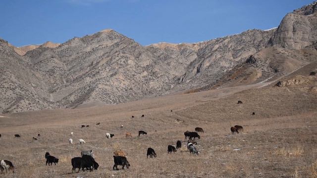 путешествие в Кыргызстан  Лейлек Жизген Ак Суу 2020 год саёҳат 2020 йил