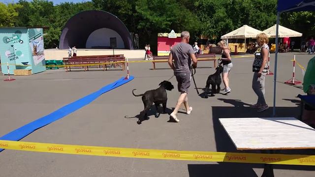 Ризеншнауцер Голди смотреть онлайн