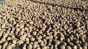 Картофель ГАЛА - лучший сорт! мои рекомендации, от Ред Скарлет отказались.