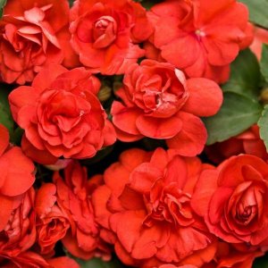 ПРИЩИПКА И ПЕРЕВАЛКА БАЛЬЗАМИНА!