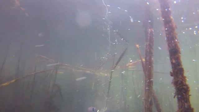 Подводная охота на Печенегах в декабре 2019 смотреть онлайн