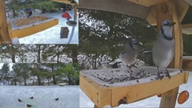2021 Jan 28: Livestream bird feeding station. Ripley, Ontario Canada by AtHomeFriendlyTecGuy смотреть онлайн
