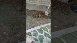 Черепаха умерла (похорона черепахи)